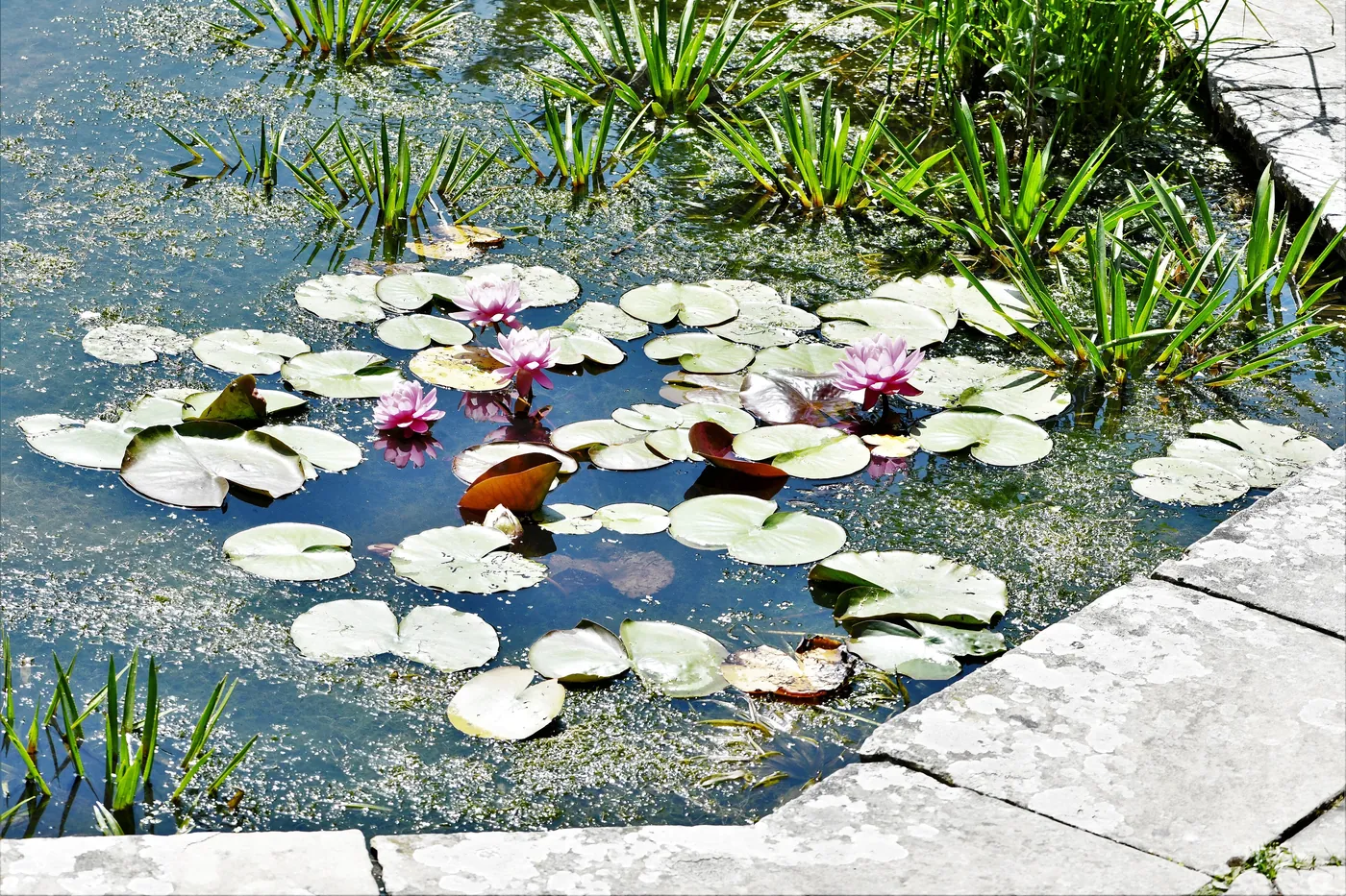 Naturteich mit Seerosen und Uferpflanzen
